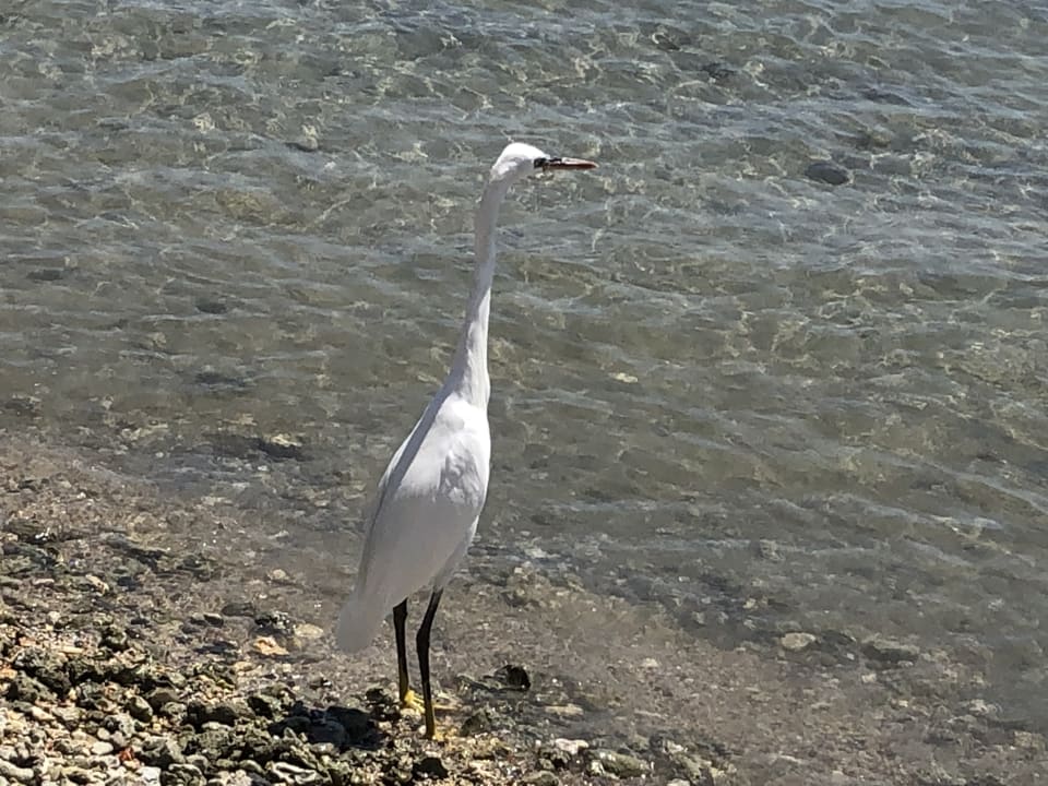 Sonstiges Steigenberger Coraya Beach - Adults only