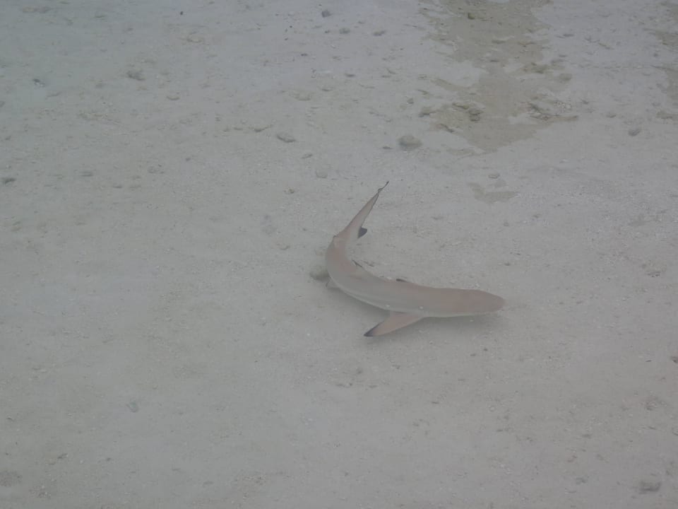 Unterwasserwelt Cinnamon Dhonveli Maldives