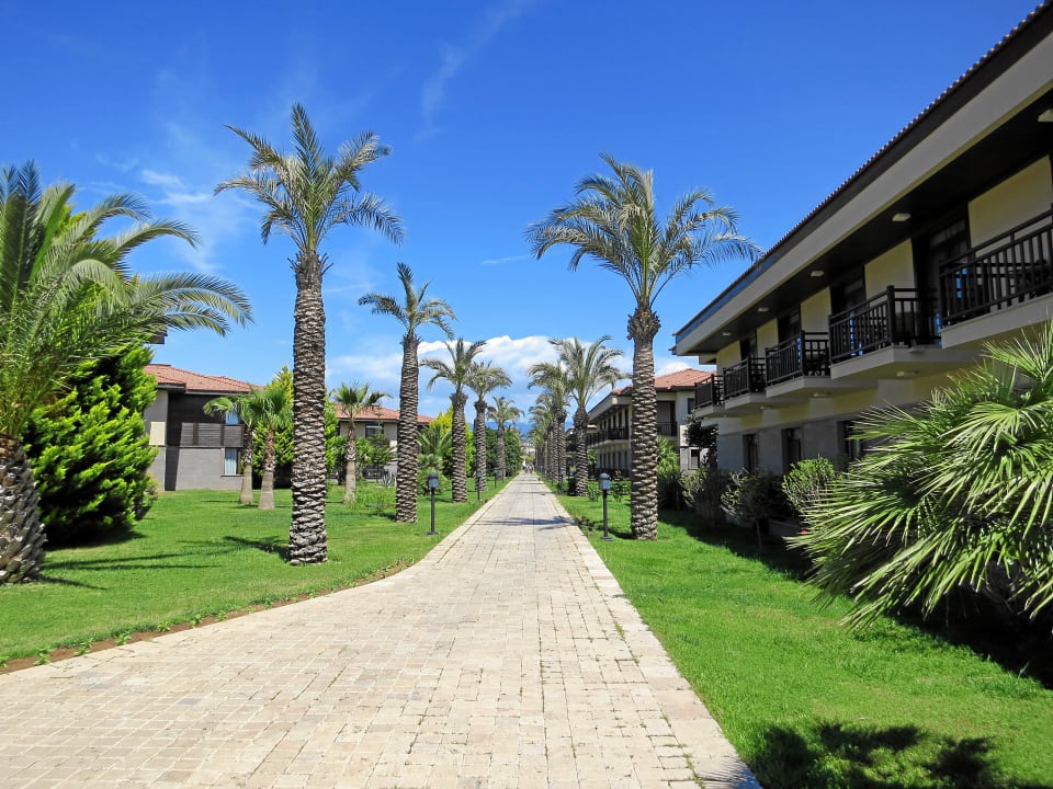 Palmen TUI BLUE Palm Garden