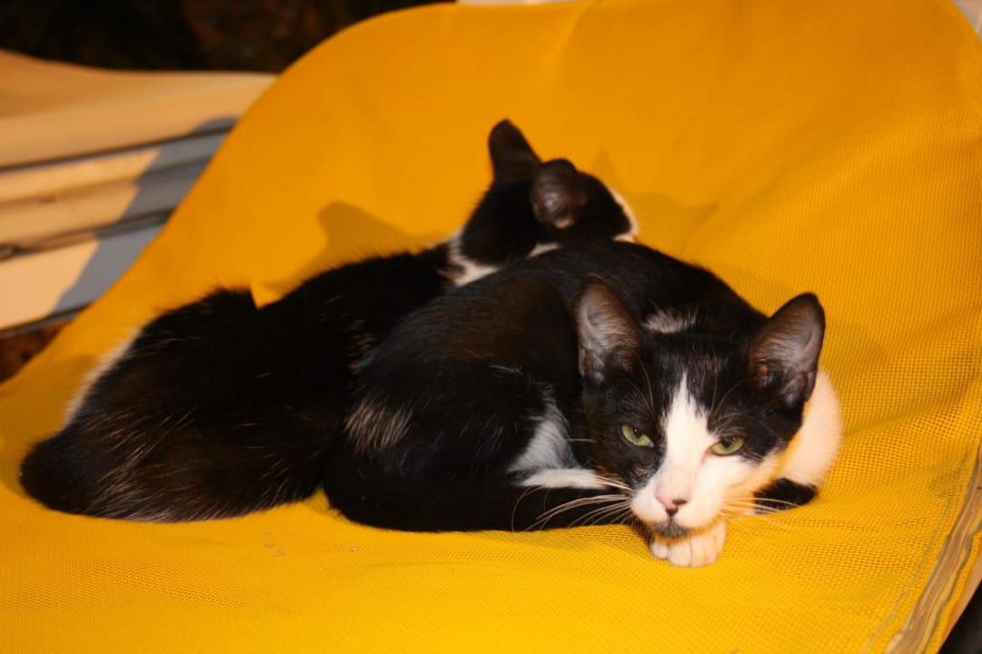 Hotel-Katzen The Ksar Djerba Charming Hotel & SPA