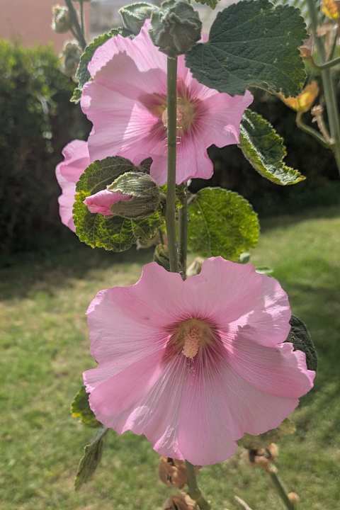 Außenansicht Three Corners Equinox Beach Resort