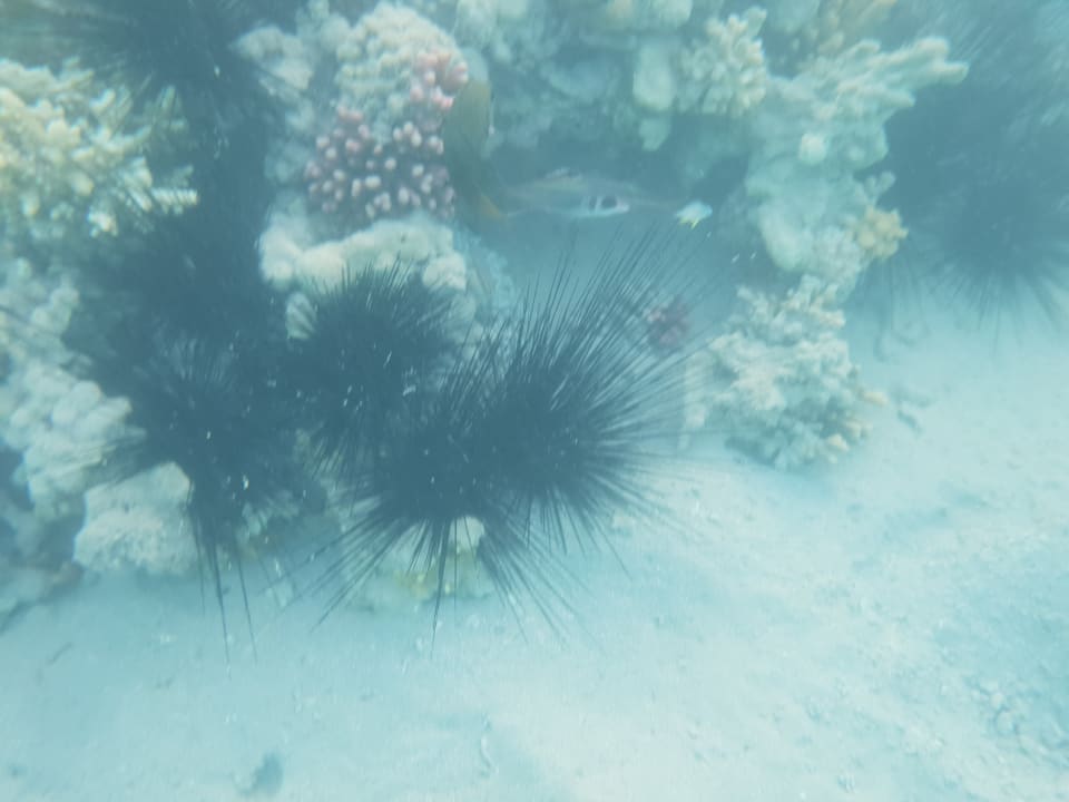 Strand Stella Beach Resort & Spa Makadi Bay