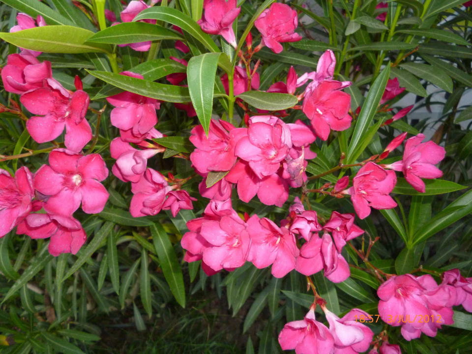 Wunderschöne Blumen Seaden Corolla Hotel