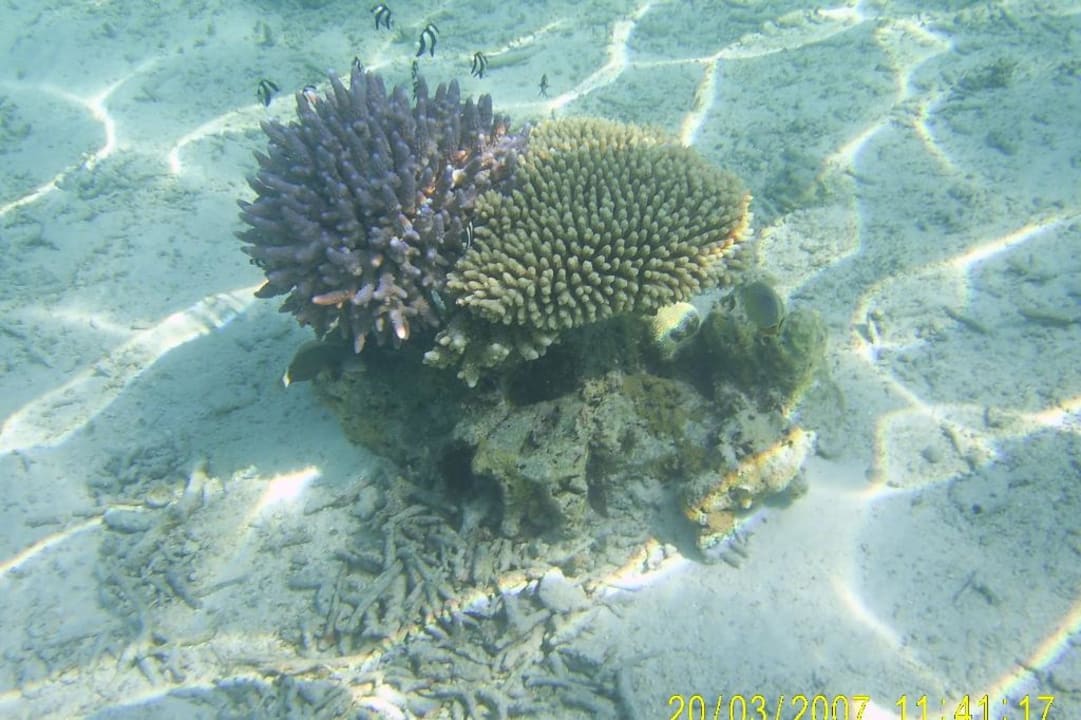 Korallen Eri Maldives