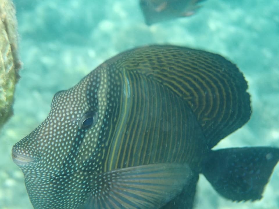 Strand Makadi Spa - Adults only