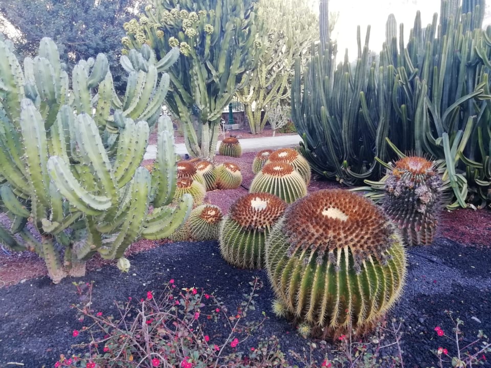 Gartenanlage Hotel Cordial Mogán Playa