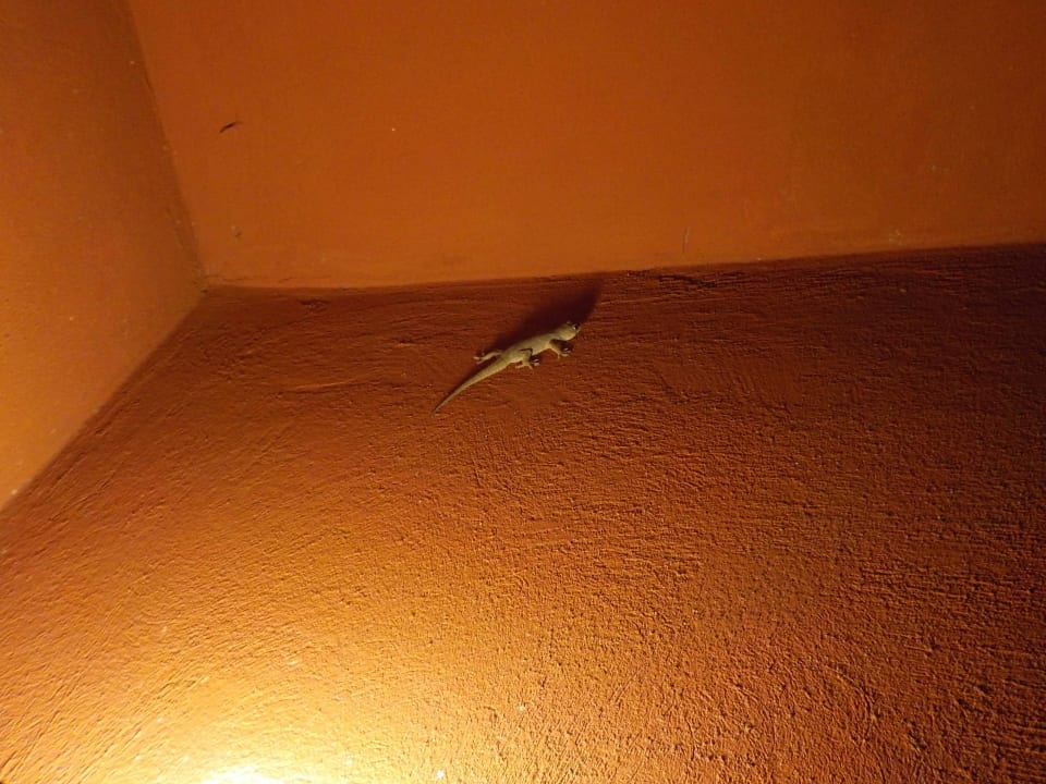 Gecko auf der Terrasse Casa Mare Resort