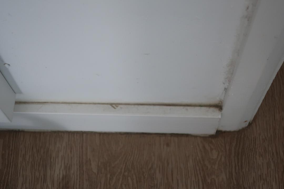 Zimmer Canary Garden Club