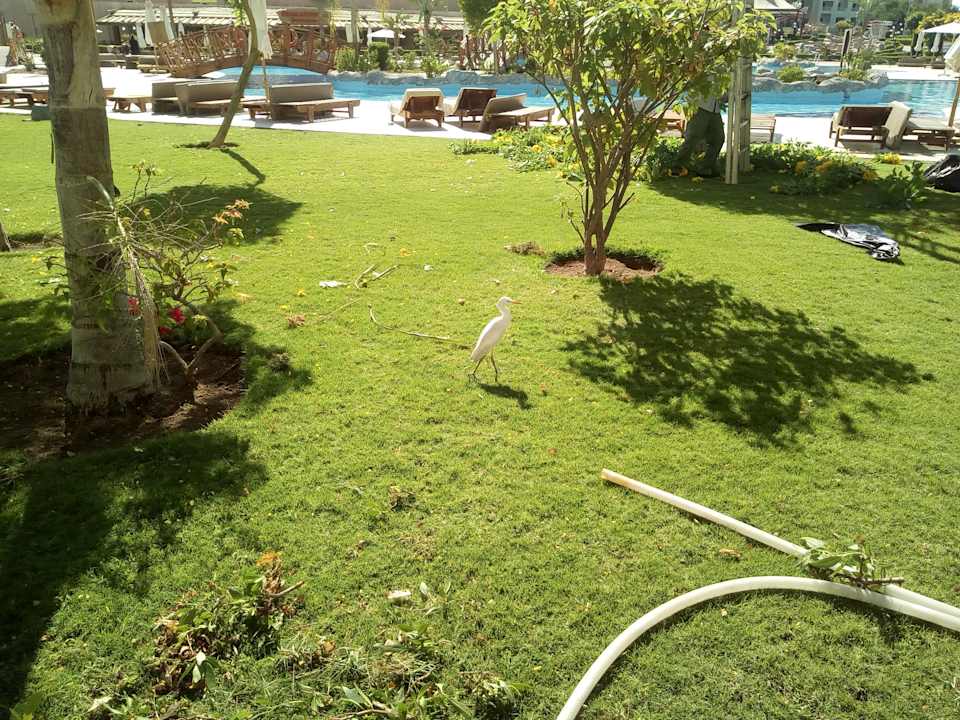 Gartenanlage Serenity Alma Heights