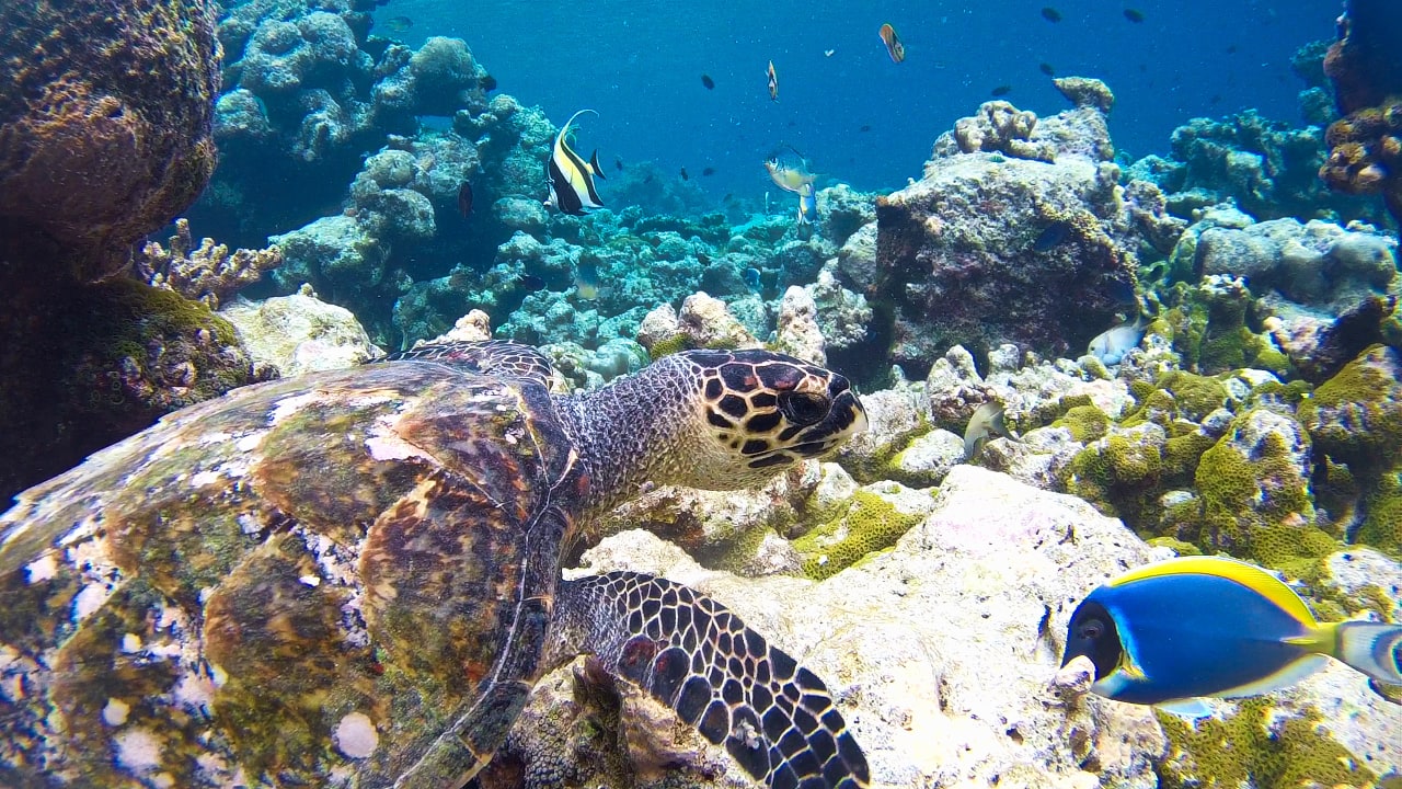 Sport & Freizeit Summer Island Maldives