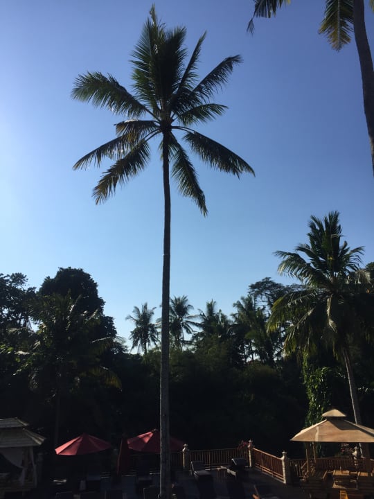 Gartenanlage Best Western Premier Agung Resort Ubud