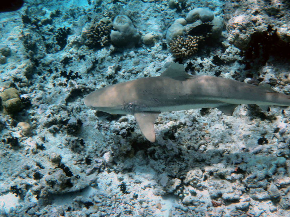 Schwarzspitzenriffhai Embudu Village