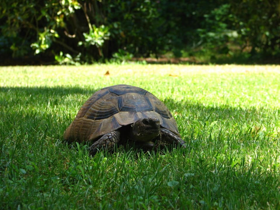 Żółw Asteria Family Belek