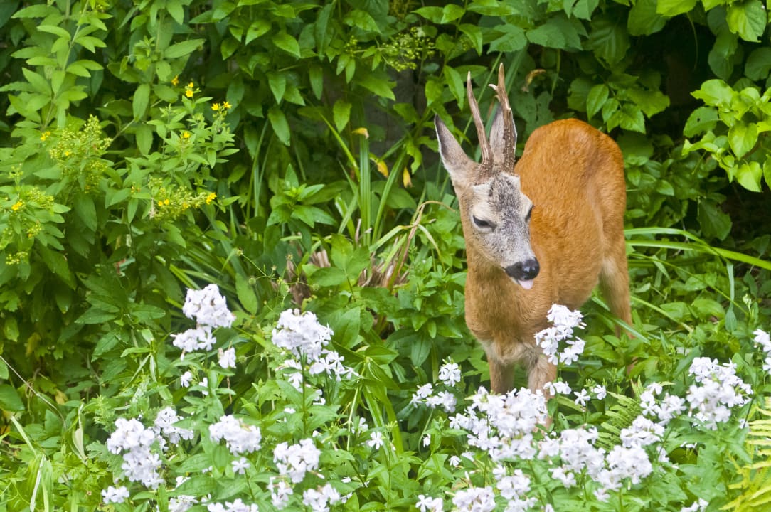 Gartenanlage Villa Marie