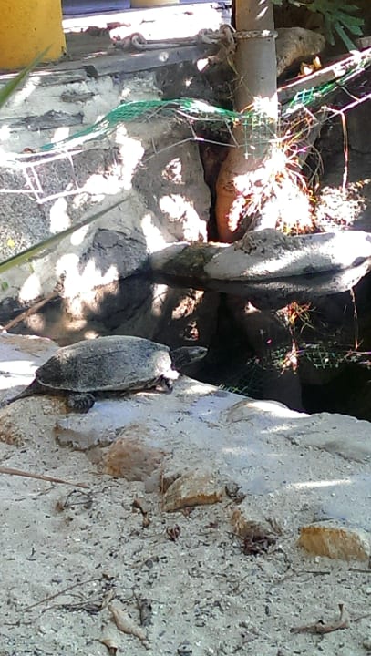 Sonstiges Hotel Geranion Village