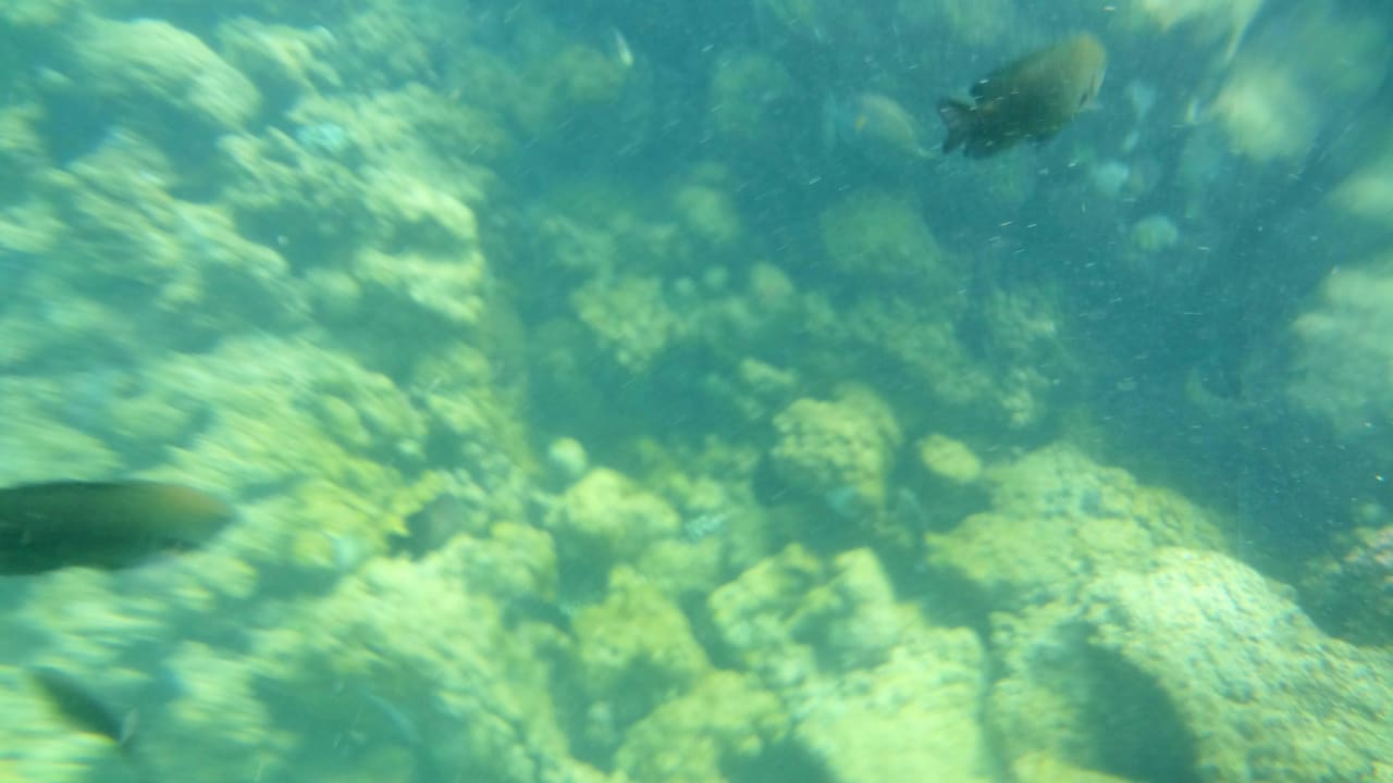 Риф недалеко от берега Desert Rose