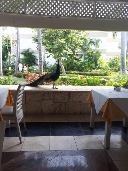 Gastro Vista Sol Punta Cana