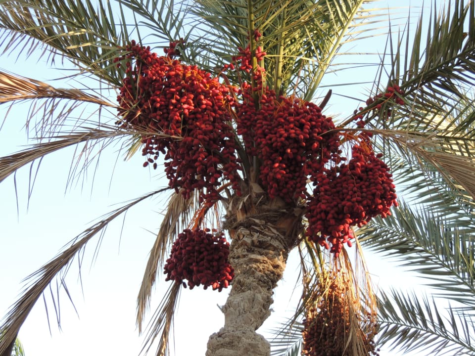 Gartenanlage Three Corners Sea Beach Resort