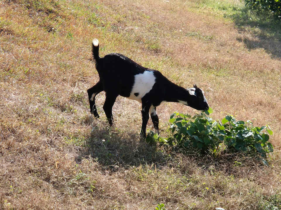 Gartenanlage Bleu MATHIS Gili Asahan