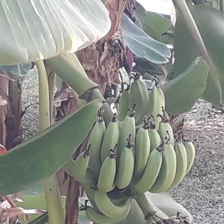 Gartenanlage Hotel Sirma