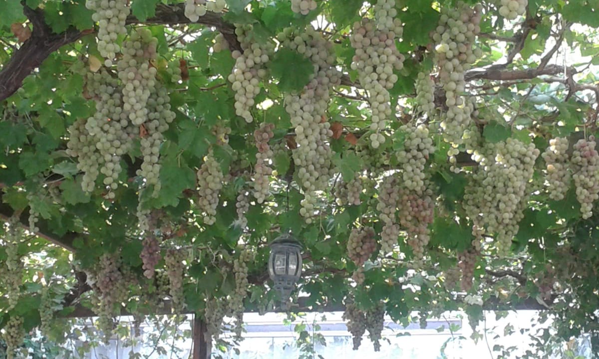 Виноград в летнем ресторане Hotel Arsinoe