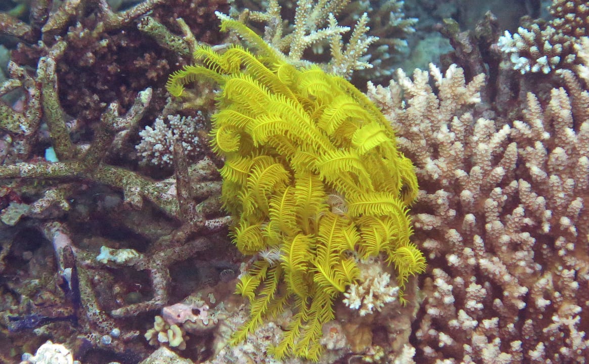 Schnocheln am Hausriff  Safari Island Maldives