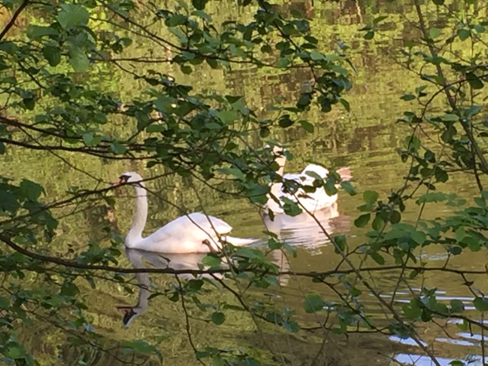 Gartenanlage Hotel Molitors Mühle