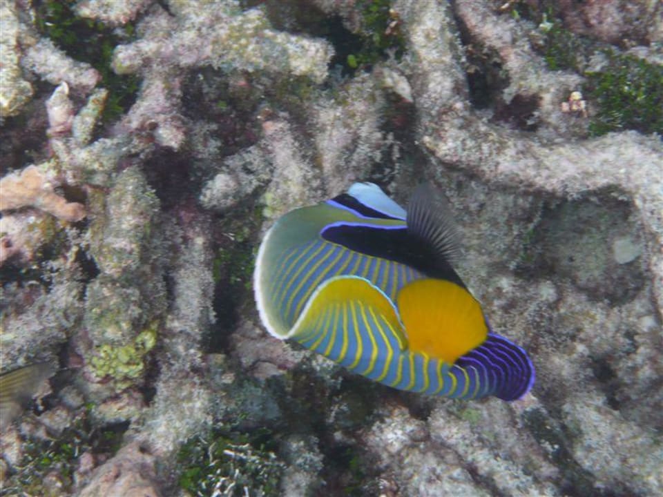 Imperator-Kaiserfisch Kuredu Island Resort & Spa