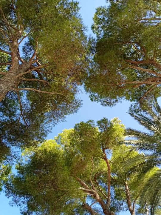 Gartenanlage allsun App.-Hotel Orquidea Playa