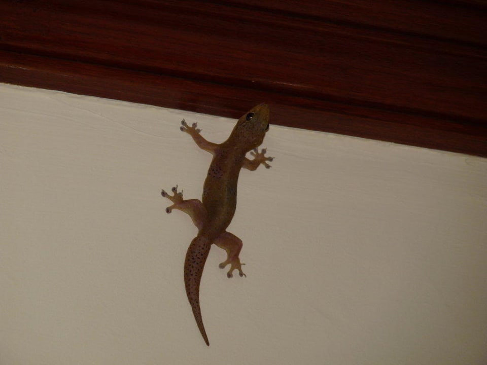 Mitbewohner Puri Santrian