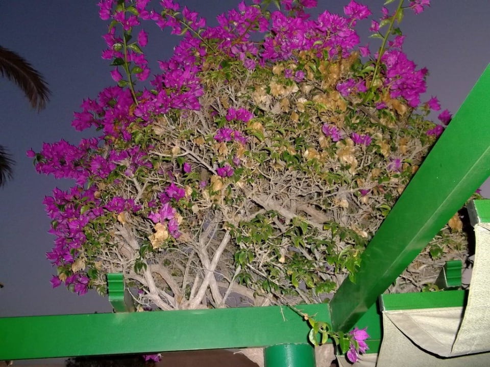 Terrassenbewuchs Bougainvilla Bungalows Cordial Sandy Golf