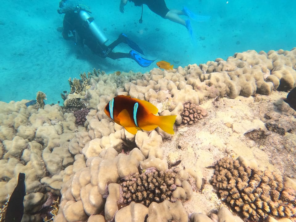 Strand Malikia Resort Abu Dabbab