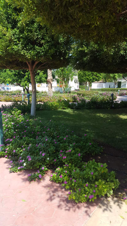 Gartenanlage Desert Rose