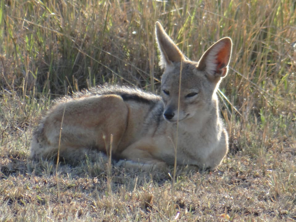 Sonstiges Aruba-Mara Camp