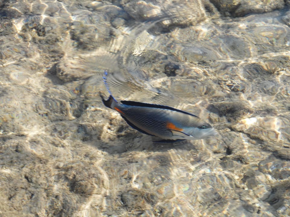 Fische am Strand Safir Sharm Waterfalls Resort
