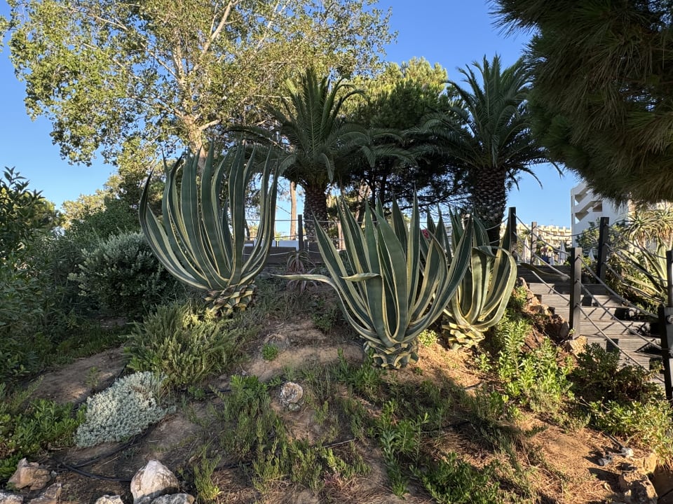 Gartenanlage PortoBay Falésia