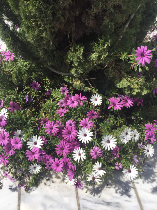 Gartenanlage Santa Marina Beach