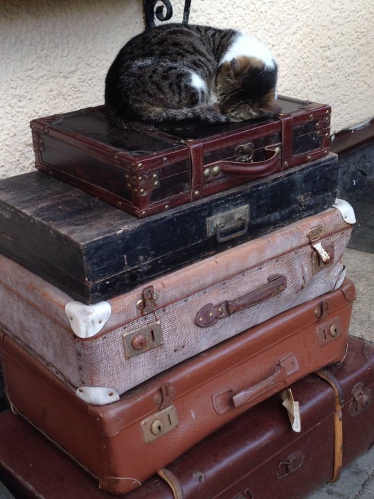 Wie die Katze so der Mensch - Entspannung pur Familotel Der Böhmerwald - Euer Familienhotel im Bayerischen Wald