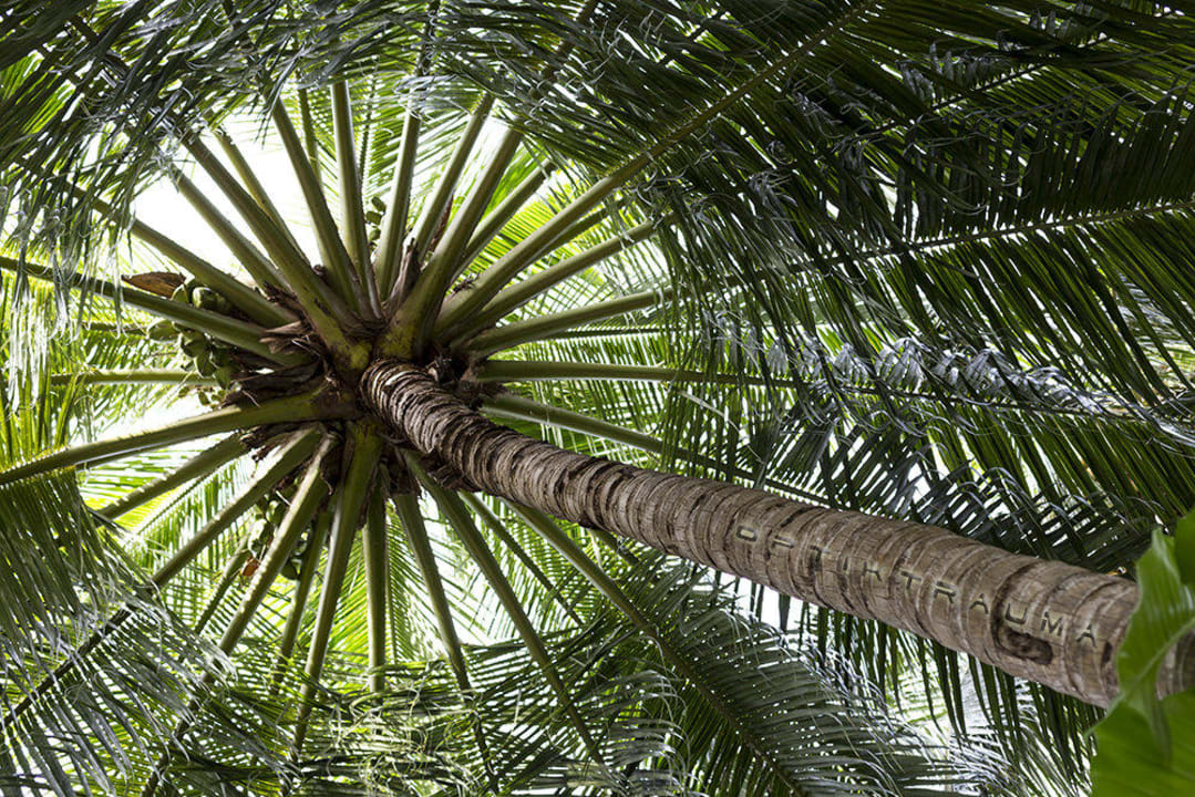 Riesige Palme Kuramathi Maldives