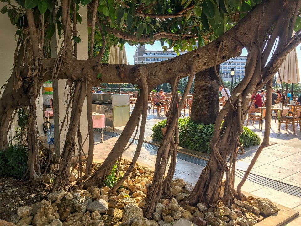 Gastro Side Star Elegance