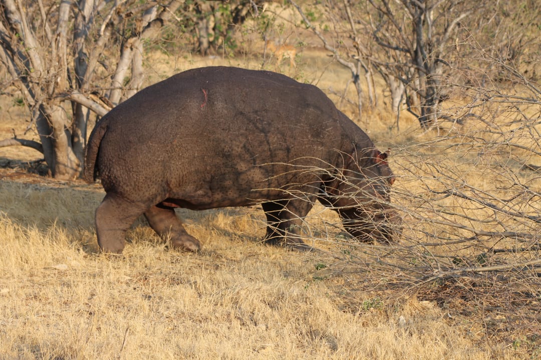 Sport & Freizeit Kwalape Safari Lodge