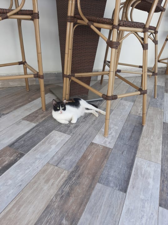 Sonstiges Castival Hotel