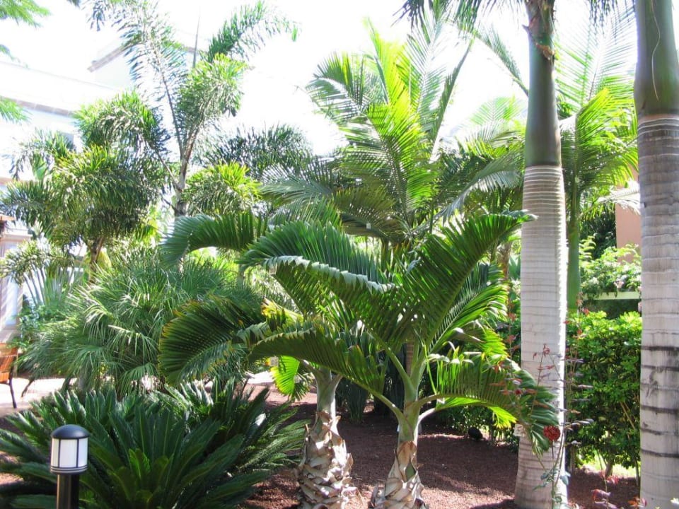 Gartenanlage Hotel Cordial Mogán Playa