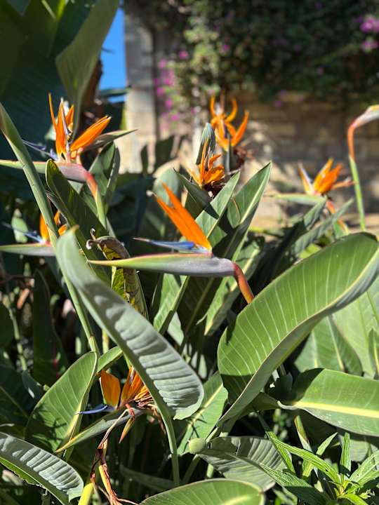 Sonstiges Arum Barut Collection