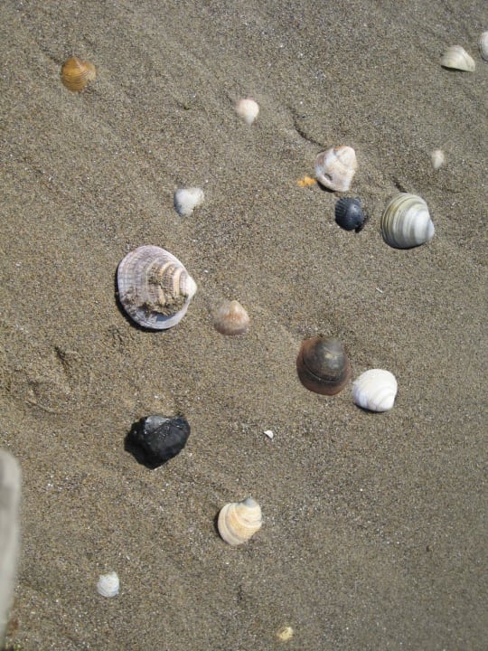 Sand und Muscheln Hotel Umberto