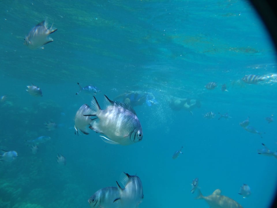 Fischvielfalt Grand Makadi