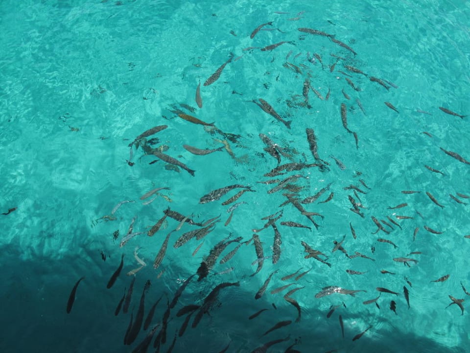 Fische ohne Ende Comino Hotel & Bungalows