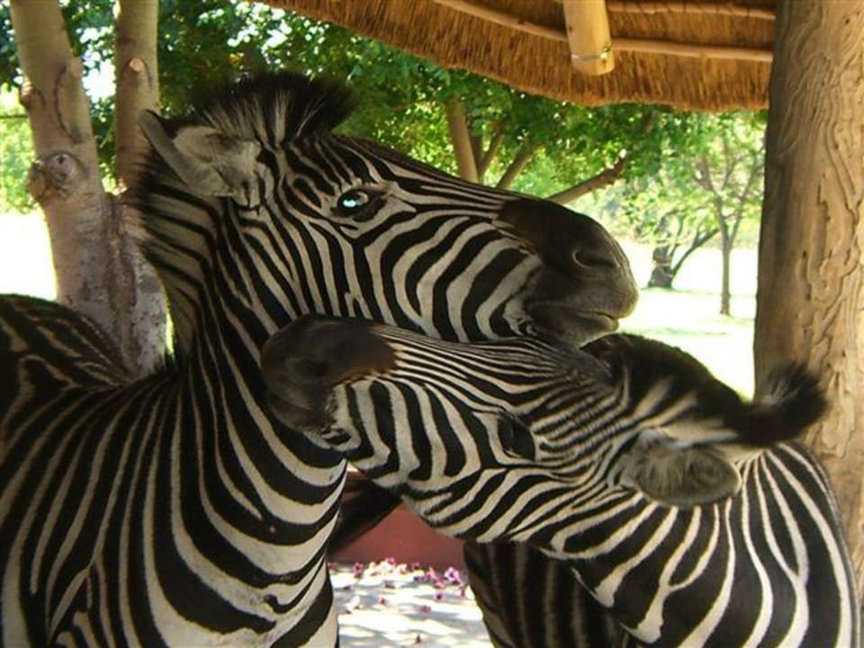 Sport-/Freizeitangebot Zebras Crossing Private Game Lodge