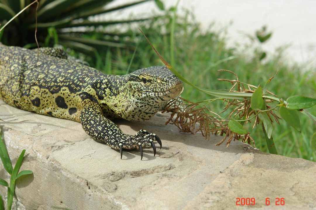 Jaszczurka Baobab Beach Resort & Spa