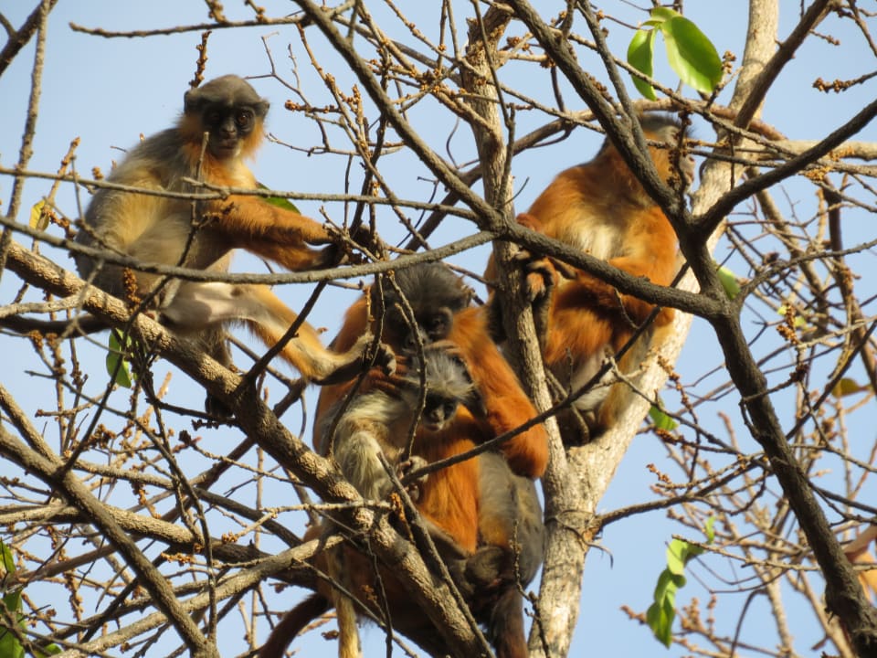Sonstiges TUI BLUE Tamala